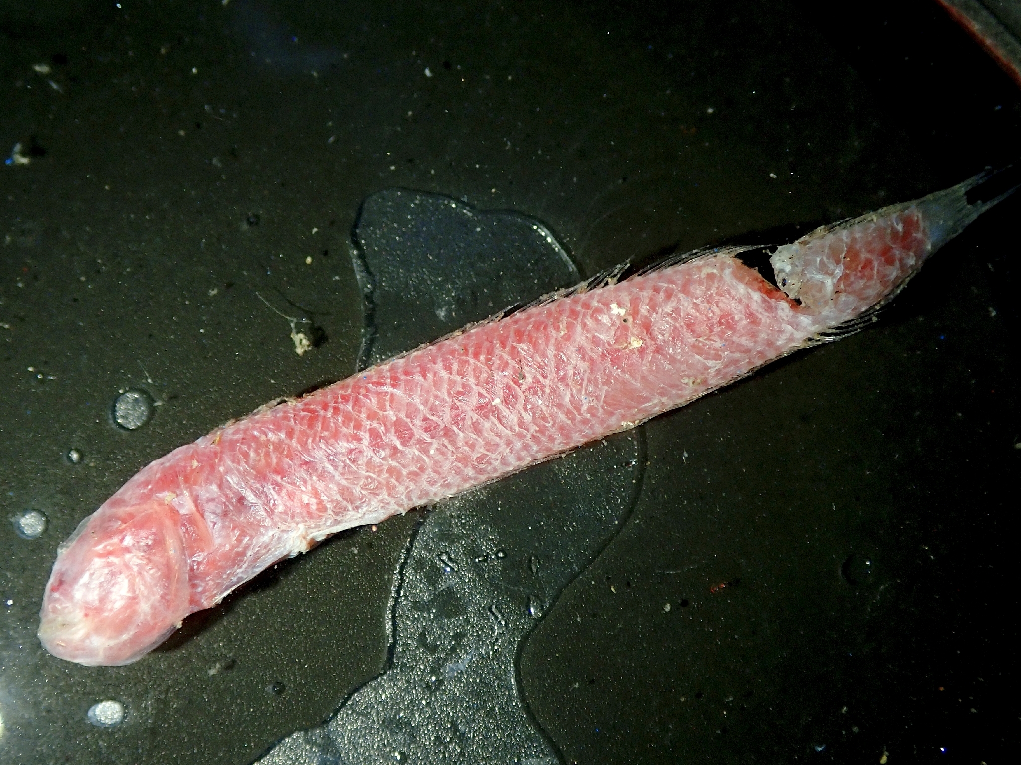 ภาพ ปลาบู่ sumatrensis (Trypauchenichthys sumatrensis)