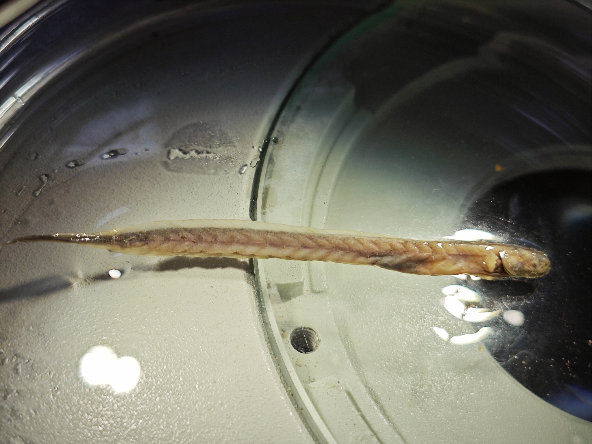 ภาพ ปลาบู่ไหลบู่ (Trypauchenopsis intermedia)