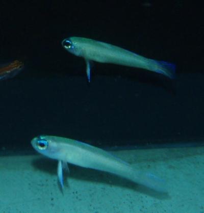 ภาพ ปลาบู่ colini (Tryssogobius colini)