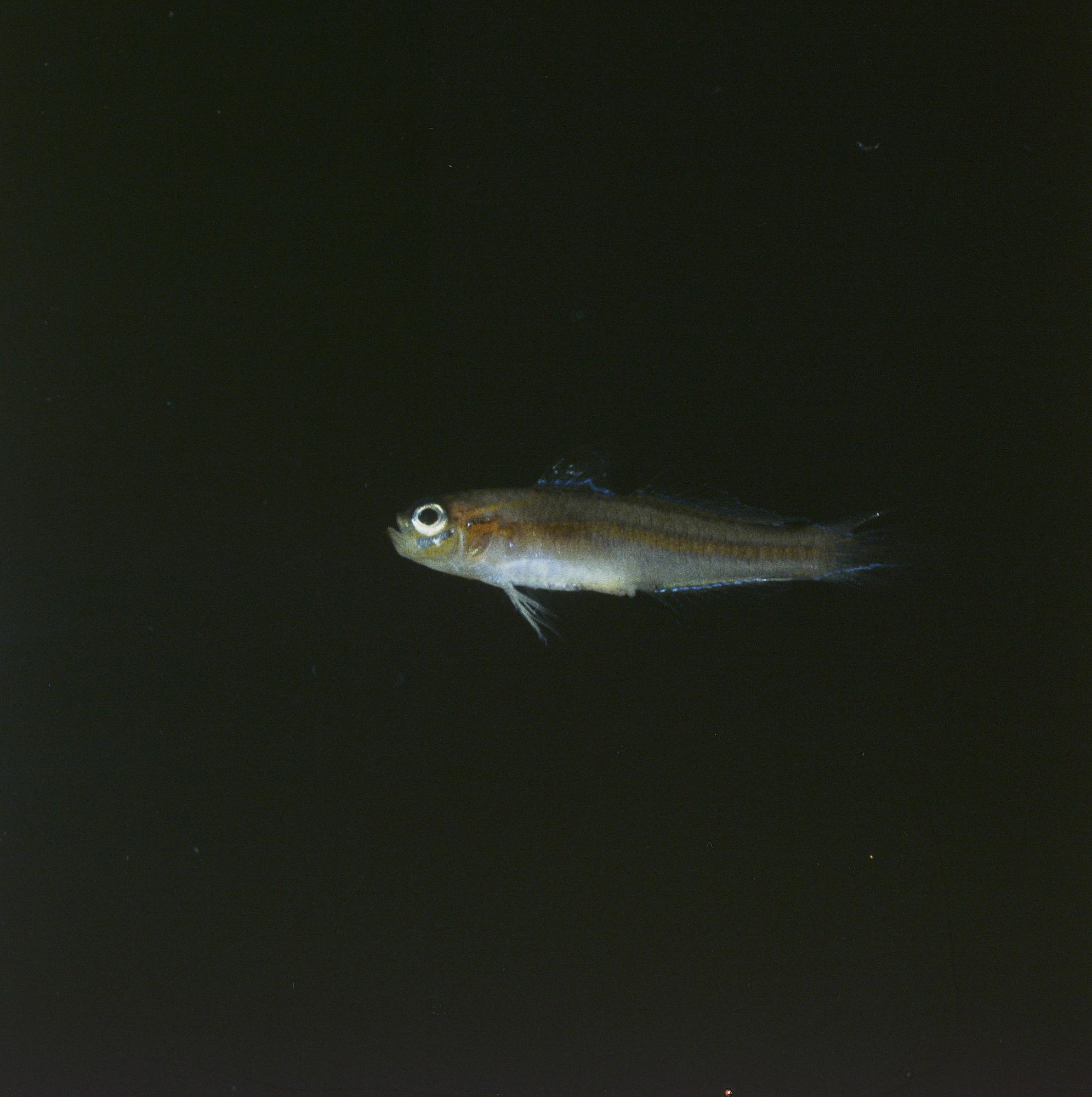 ภาพ ปลาบู่ครีบยาว (Tryssogobius longipes)