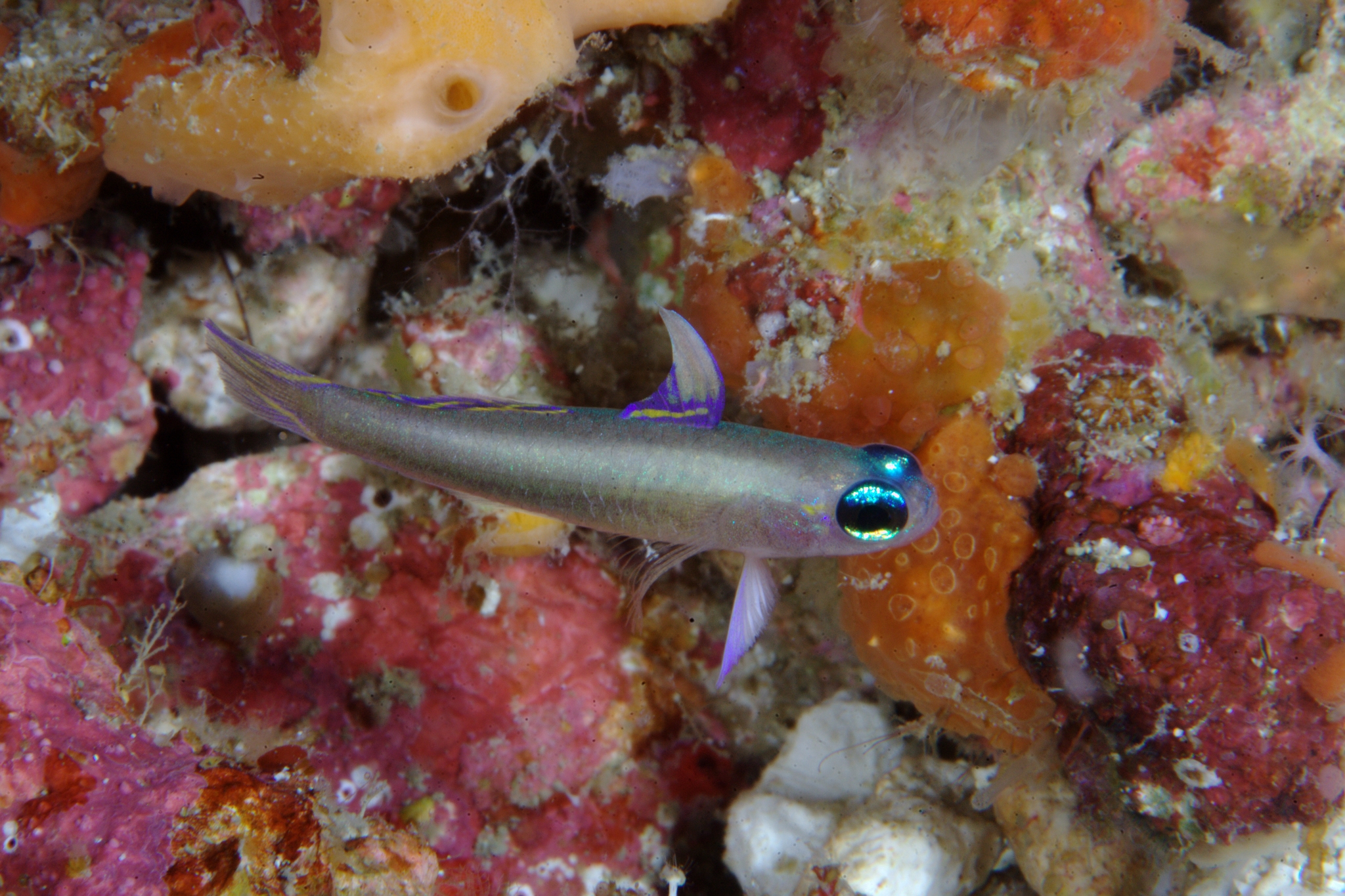 ภาพ ปลาบู่ sarah (Tryssogobius sarah)