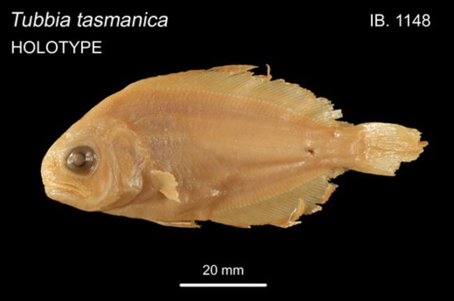 ภาพ ปลา tasmanica (Tubbia tasmanica)