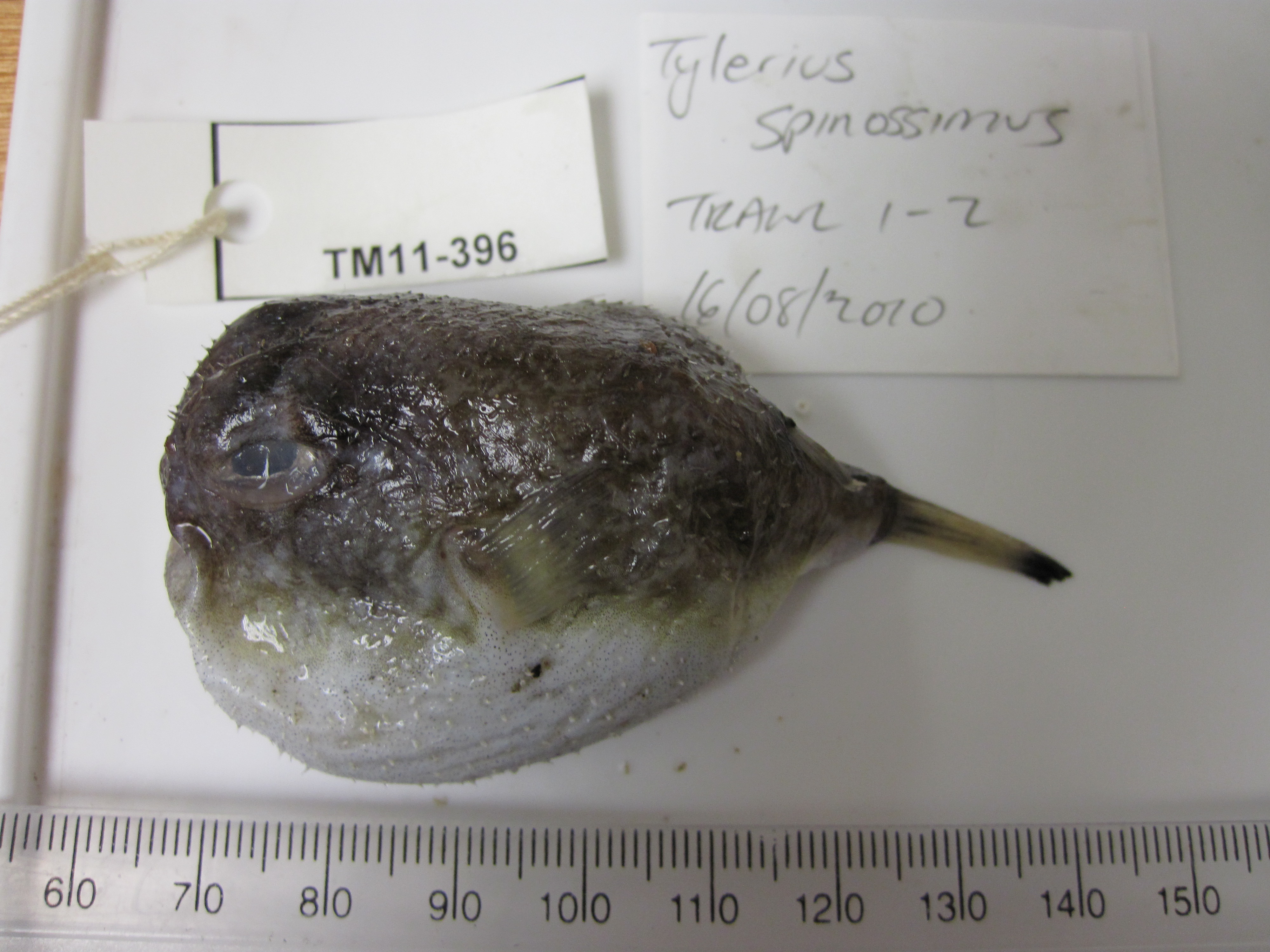 ภาพ ปลาปักเป้า spinosissimus (Tylerius spinosissimus)