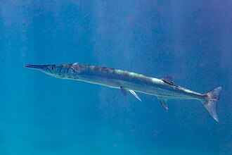 ภาพ ปลา fodiator (Tylosurus fodiator)