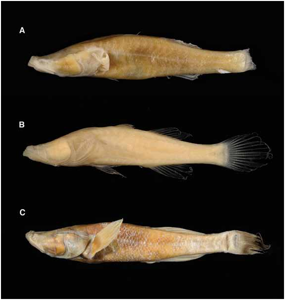 ภาพ ปลา madagascariensis (Typhleotris madagascariensis)