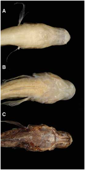 ภาพ ปลา mararybe (Typhleotris mararybe)