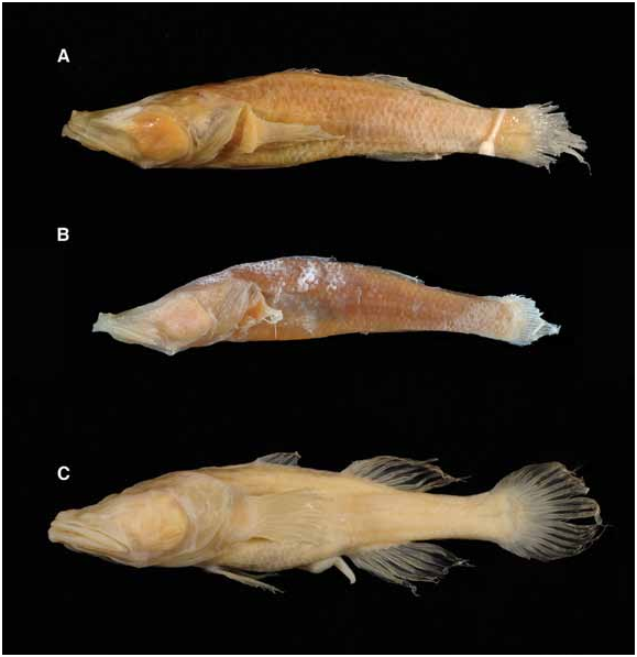 ภาพ ปลา pauliani (Typhleotris pauliani)