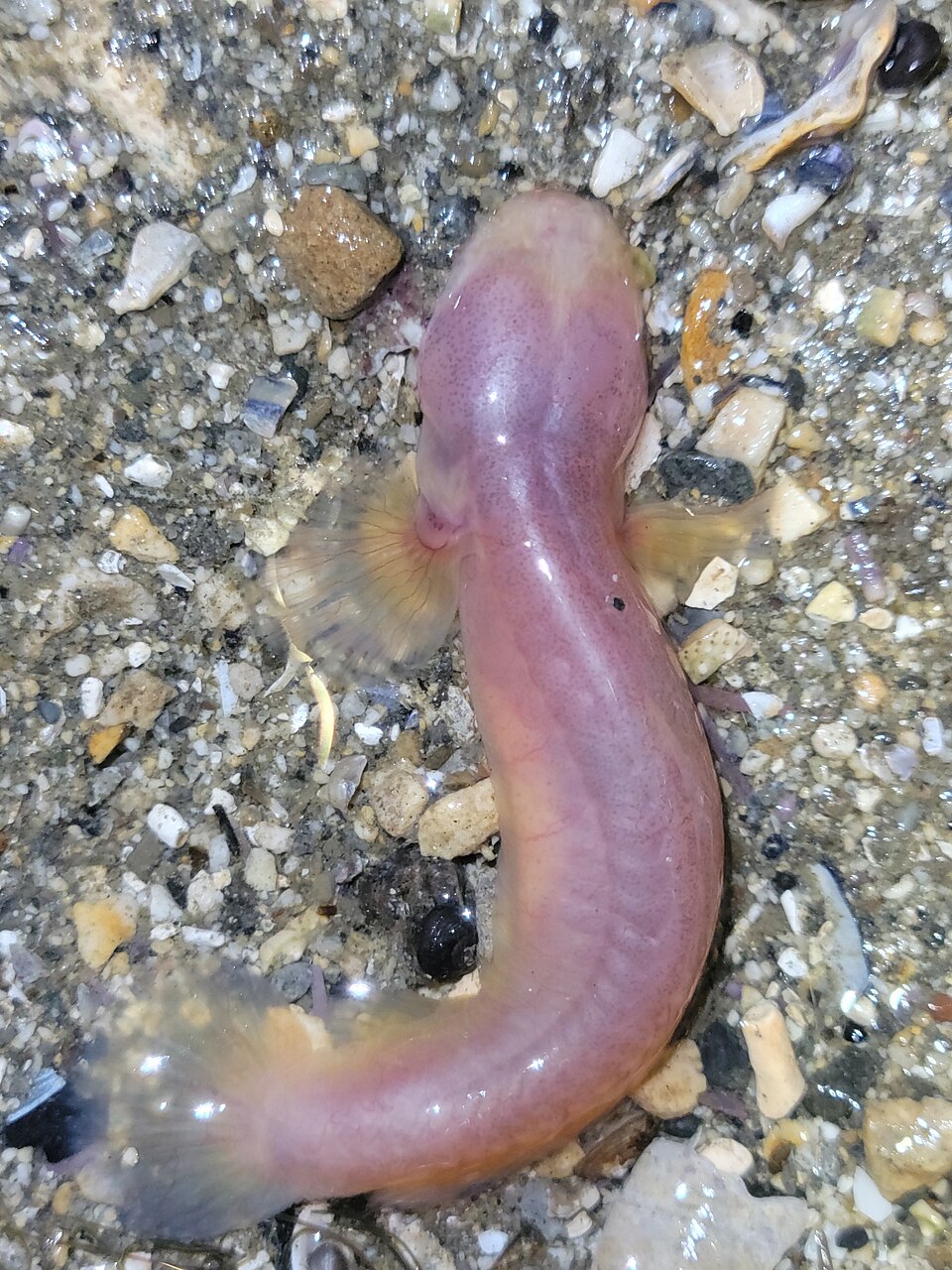 ภาพ ปลาบู่บู่ (Typhlogobius californiensis)