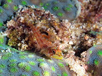 ภาพ ปลา xenogrammus (Ucla xenogrammus)