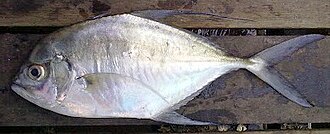 ภาพ ปลา aurochs (Ulua aurochs)