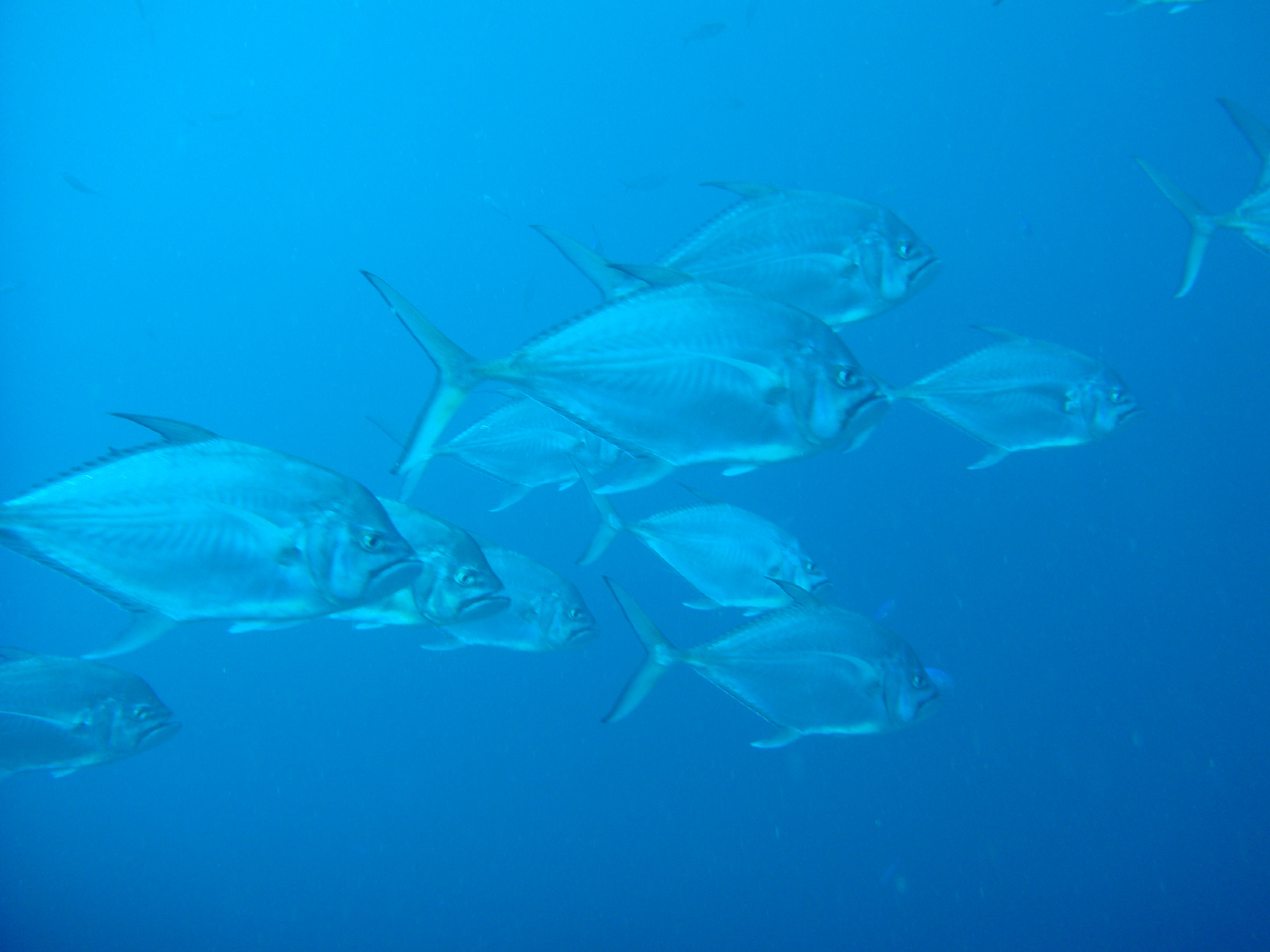 ภาพ ปลา mentalis (Ulua mentalis)