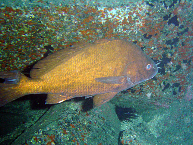 ภาพ ปลาจวด canariensis (Umbrina canariensis)