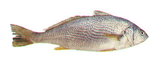 ภาพ ปลาจวด roncador (Umbrina roncador)