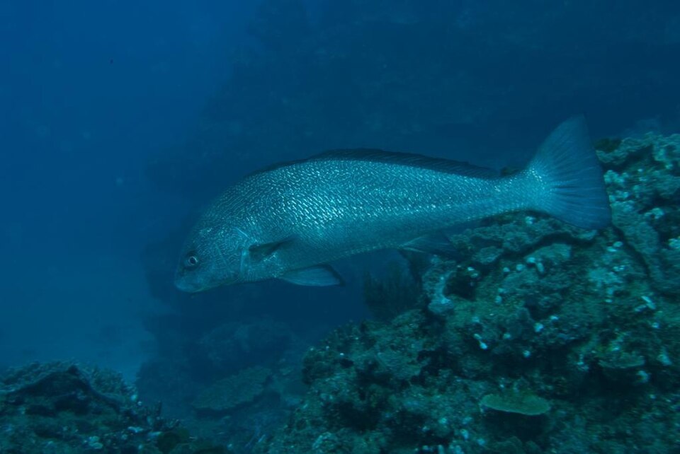 ภาพ ปลาจวด ronchus (Umbrina ronchus)