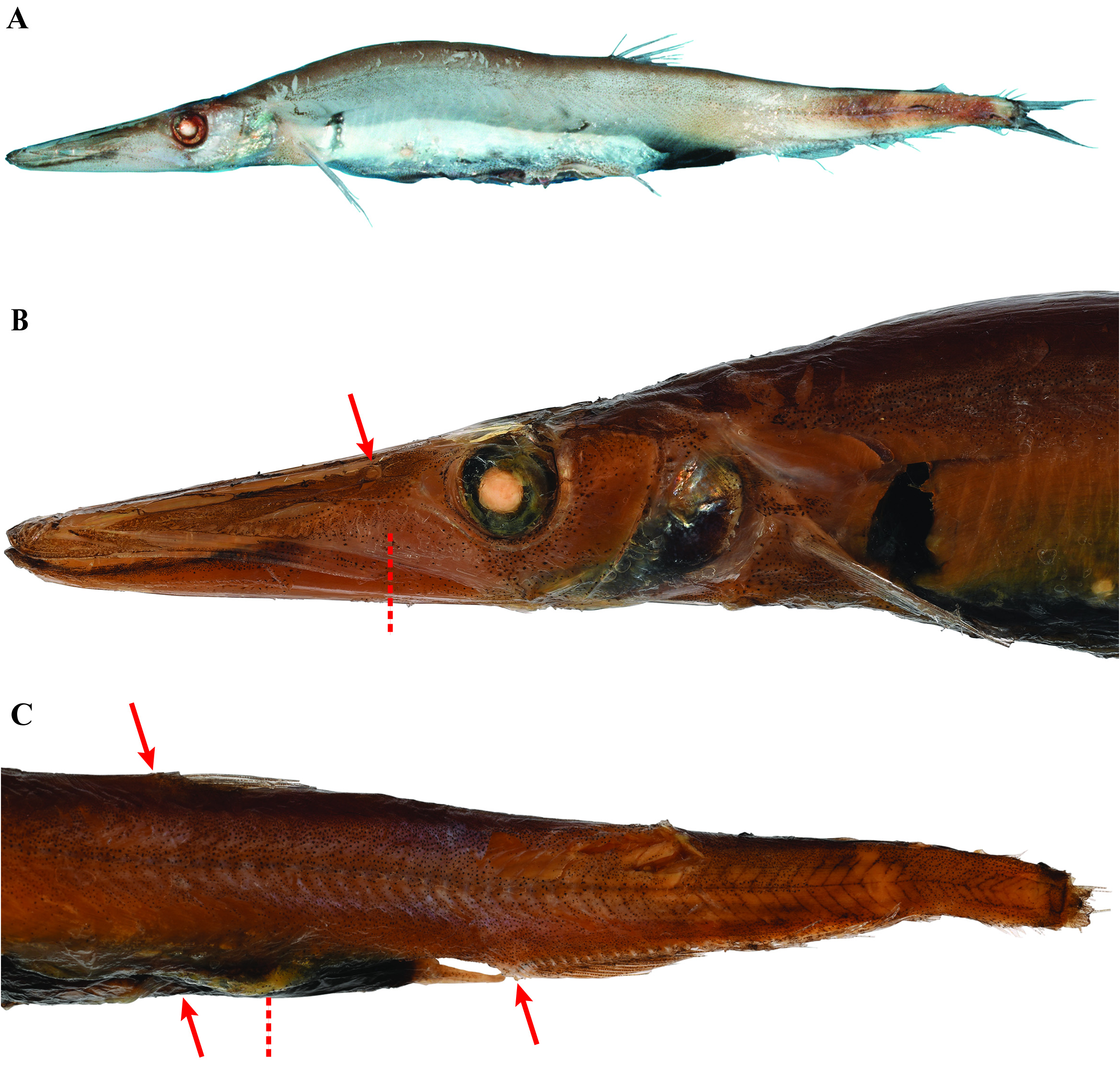 ภาพ ปลา advena (Uncisudis advena)