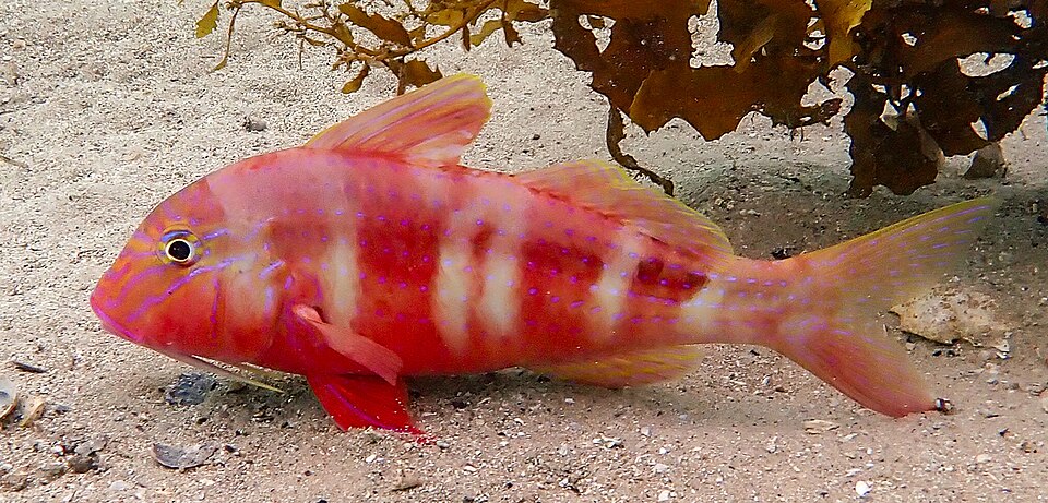 ภาพ ปลาแพะน้ำเงินลายเส้น (Upeneichthys lineatus)