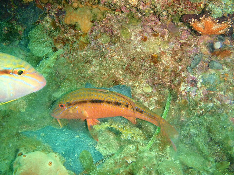 ภาพ ปลาแพะดำลายเส้น (Upeneichthys vlamingii)
