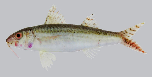 ภาพ ปลาแพะ asymmetricus (Upeneus asymmetricus)
