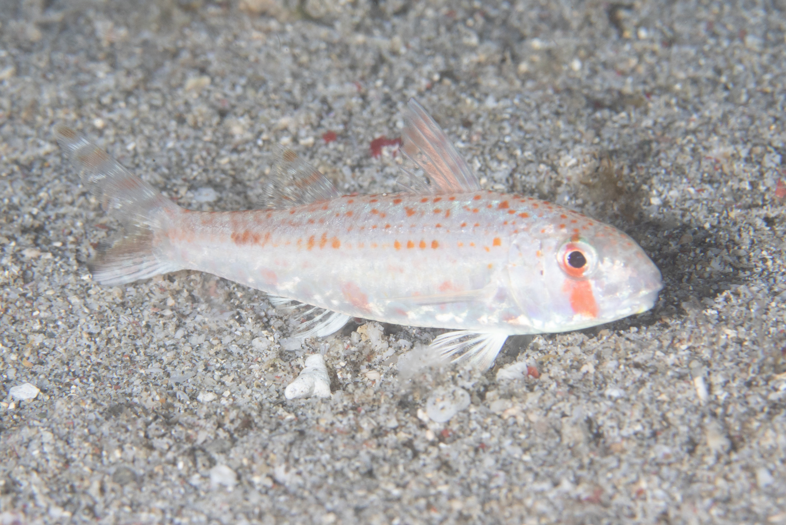 ภาพ ปลาแพะ guttatus (Upeneus guttatus)