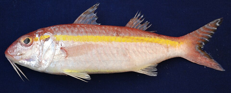 ภาพ ปลาแพะ moluccensis (Upeneus moluccensis)