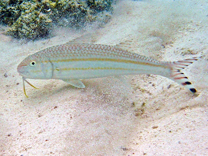ภาพ ปลาแพะบั้ง (Upeneus taeniopterus)