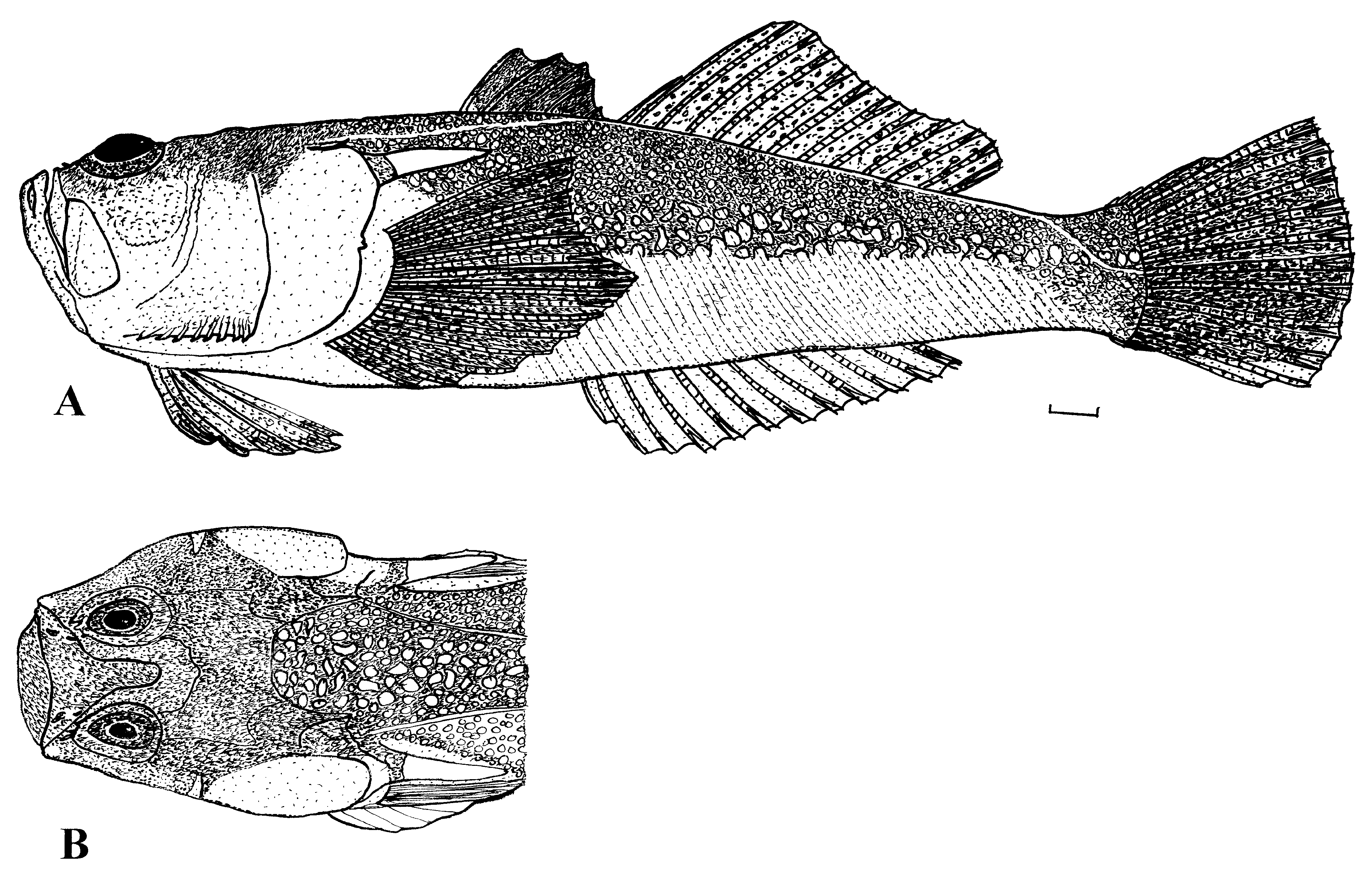 ภาพ ปลา brunneus (Uranoscopus brunneus)