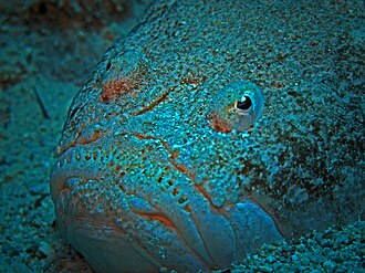 ภาพ ปลา dollfusi (Uranoscopus dollfusi)