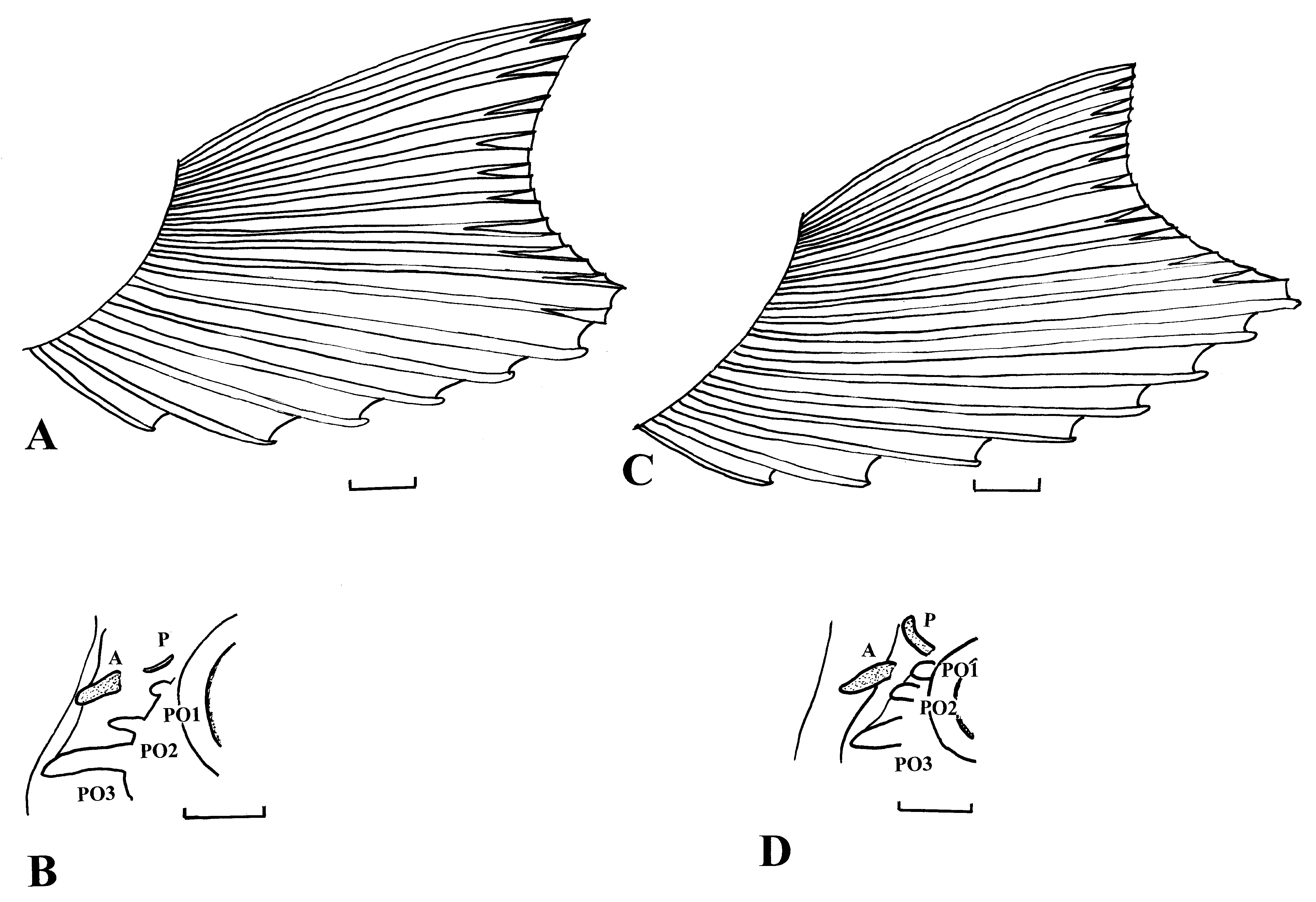 ภาพ ปลา kishimotoi (Uranoscopus kishimotoi)