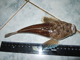 ภาพ ปลา scaber (Uranoscopus scaber)