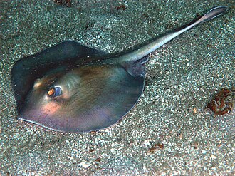 ภาพ ปลา aurantiacus (Urolophus aurantiacus)