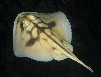 ภาพ ปลา cruciatus (Urolophus cruciatus)