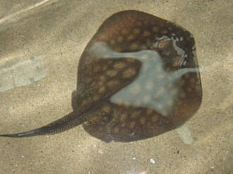 ภาพ ปลา halleri (Urolophus halleri)