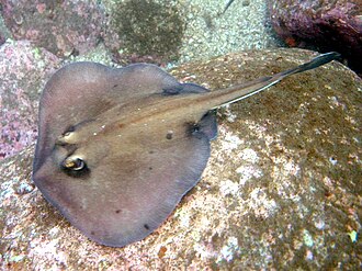 ภาพ ปลา kapalensis (Urolophus kapalensis)