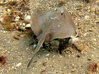ภาพ ปลา paucimaculatus (Urolophus paucimaculatus)