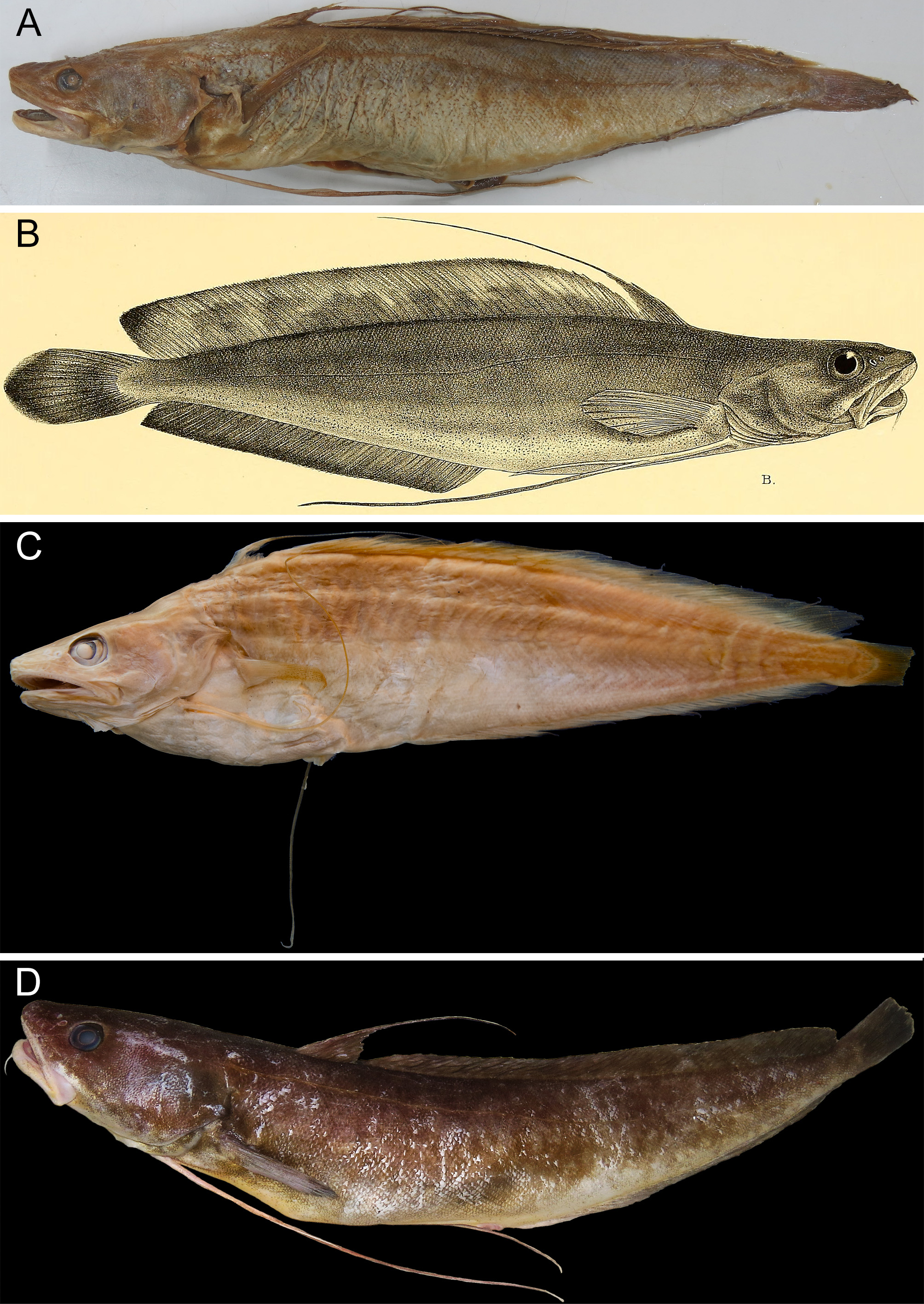 ภาพ ปลา brasiliensis (Urophycis brasiliensis)