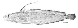 ภาพ ปลา chuss (Urophycis chuss)