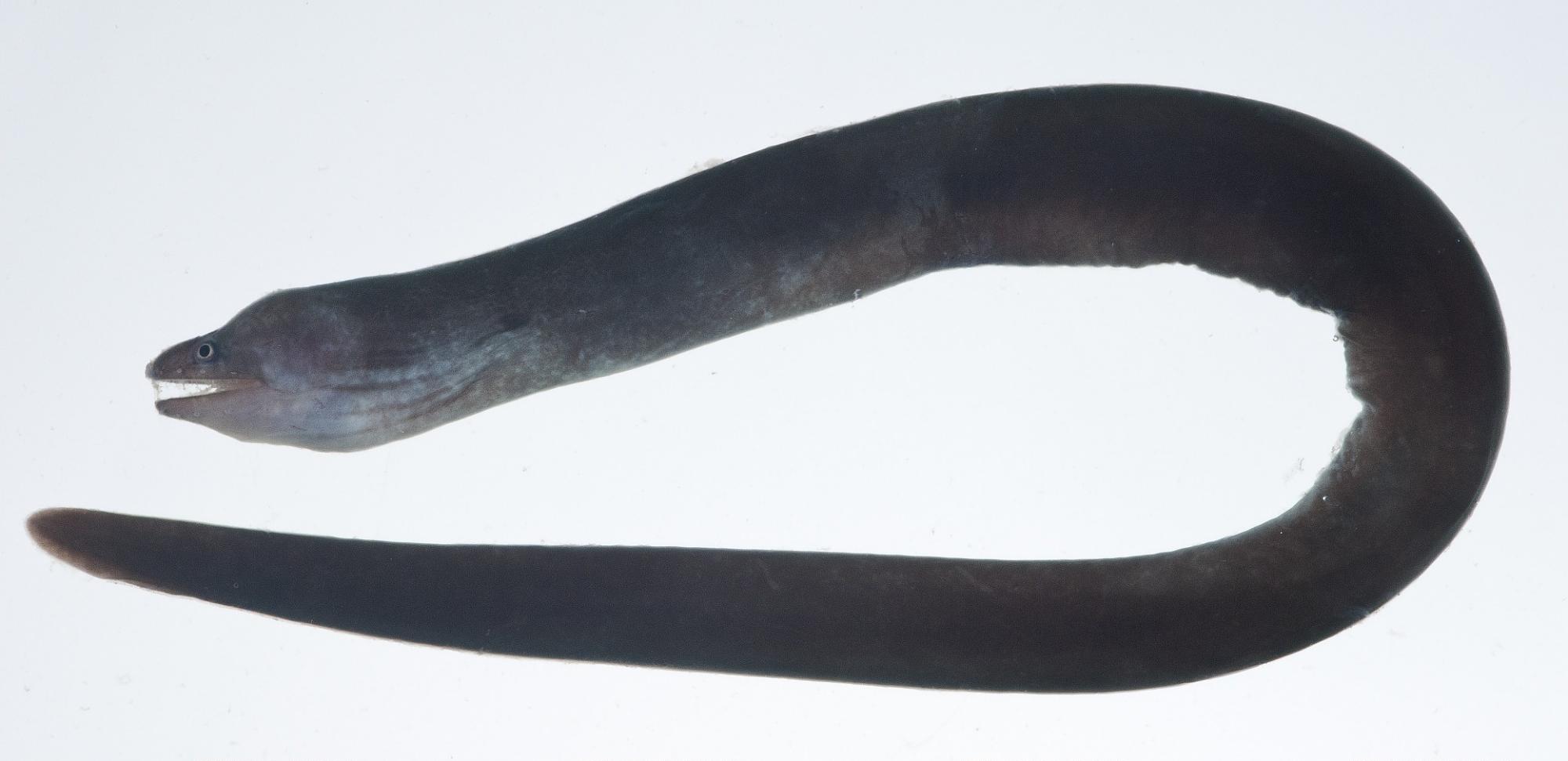 ภาพ ปลาไหลมอเรย์น้ำตาลไหล (Uropterygius concolor)