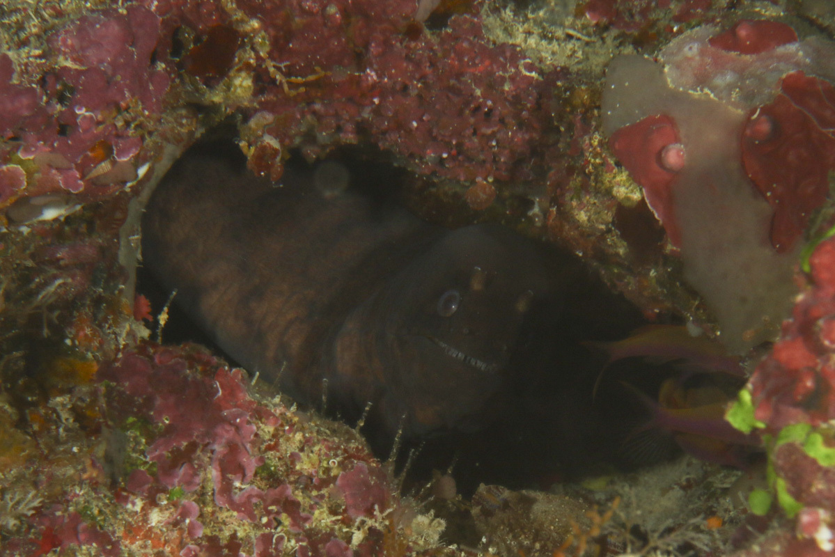ภาพ ปลาไหลมอเรย์ลายขวางงู (Uropterygius fasciolatus)