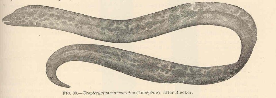 ภาพ ปลาไหลมอเรย์ลายหินอ่อนงู (Uropterygius marmoratus)