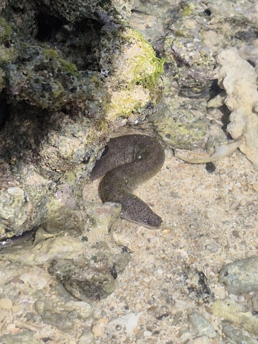 ภาพ ปลาไหลมอเรย์ครีบสั้นงู (Uropterygius micropterus)