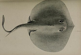 ภาพ ปลา chilensis (Urotrygon chilensis)