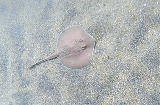 ภาพ ปลา nana (Urotrygon nana)