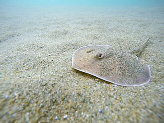 ภาพ ปลา rogersi (Urotrygon rogersi)