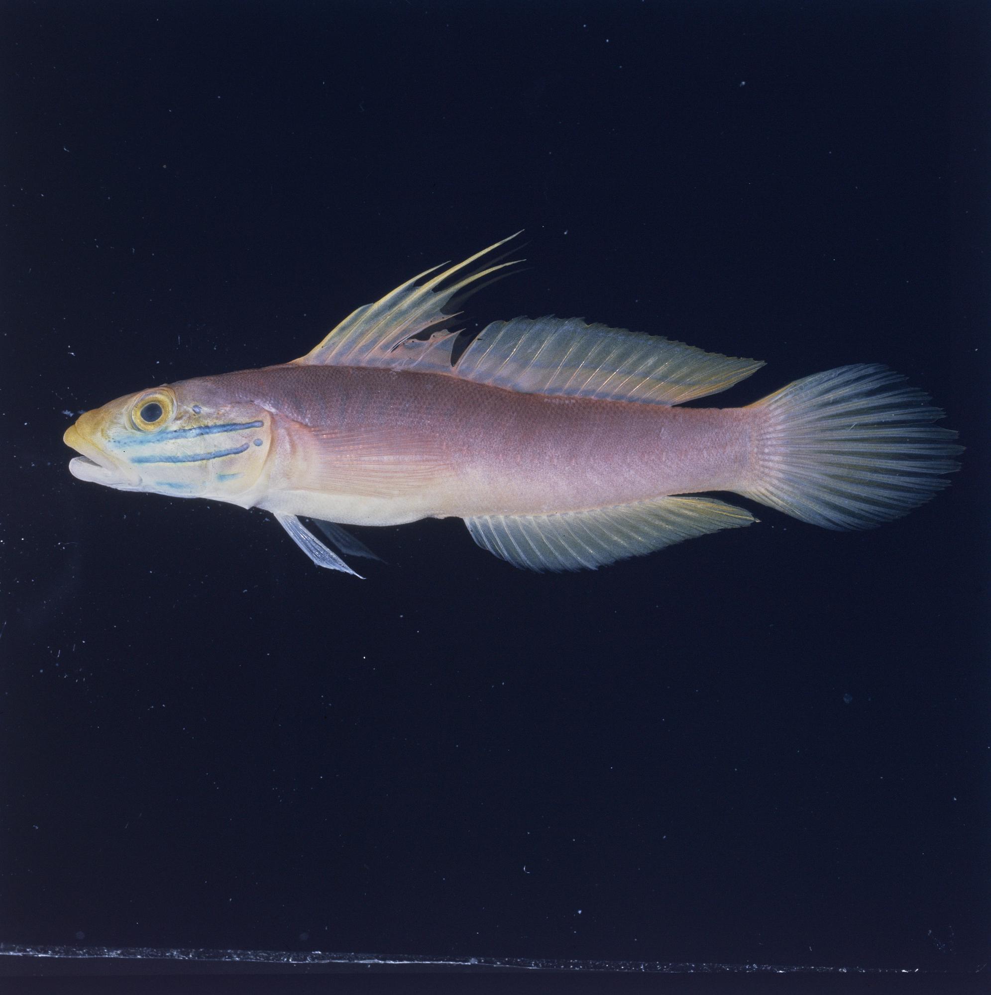 ภาพ ปลาบู่ขุดทรายบู่ (Valenciennea bella)