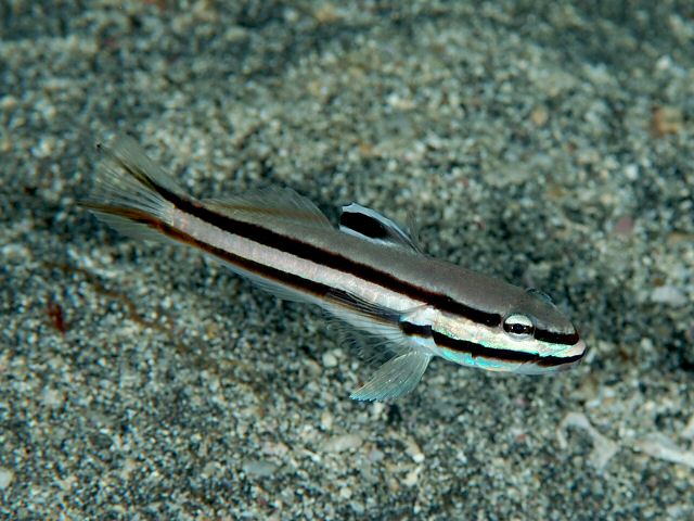 ภาพ ปลาบู่ขุดทรายดำลายเส้นบู่ (Valenciennea helsdingenii)