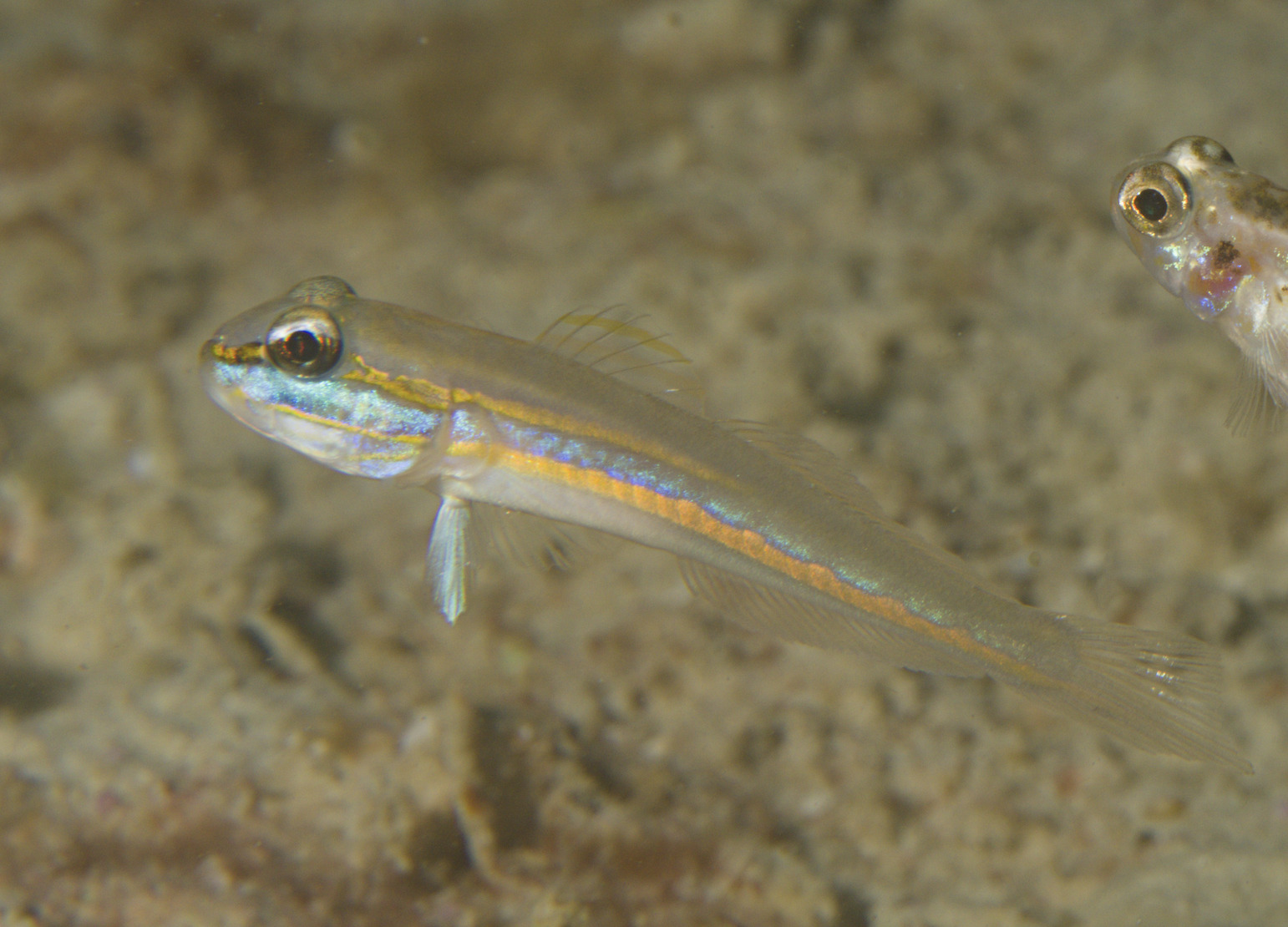 ภาพ ปลาบู่ขุดทรายบู่ (Valenciennea limicola)
