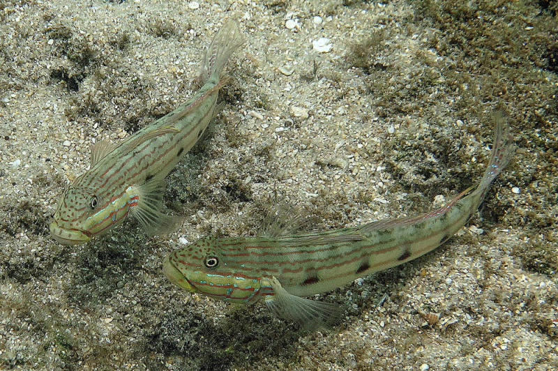 ภาพ ปลาบู่ขุดทรายบู่ (Valenciennea longipinnis)