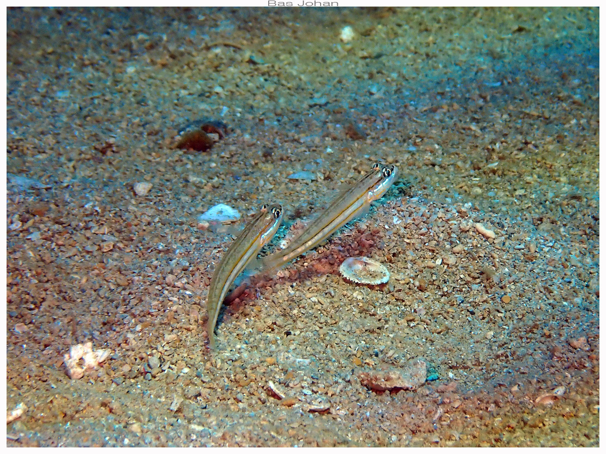 ภาพ ปลาบู่ขุดทรายบู่ (Valenciennea parva)