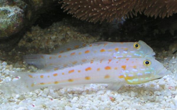 ภาพ ปลาบู่จุดส้มขุดทราย (Valenciennea puellaris)