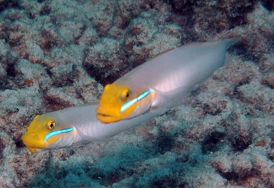 ภาพ ปลาบู่คอเหลืองขุดทราย (Valenciennea strigata)